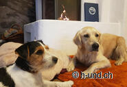 Cosy atmosphere in the dog-friendly apartment.