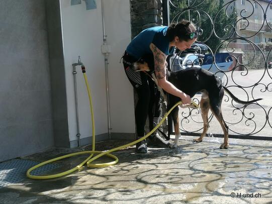 H-und.ch:Vivre la Suisse avec son chien