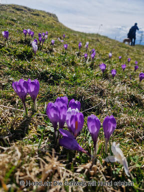 H-et.ch Croc chien Suisse
