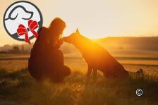 Sarah Bellwald - Photographie de chiens