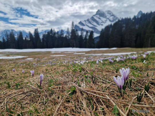 Braunwald Krokus-Tour
