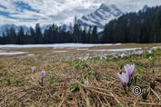 Tour du crocus de Braunwald