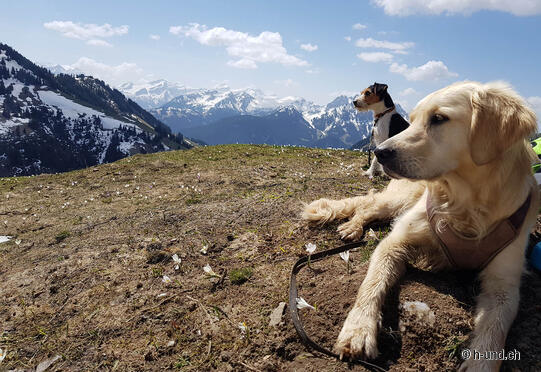 Rellerli-Mittelberg-Grubenberghütte-Schönried