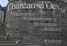 Dogs are very welcome here.